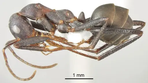 Cataglyphis bazoftensis specimen CASENT0872263 image casent0872263_2