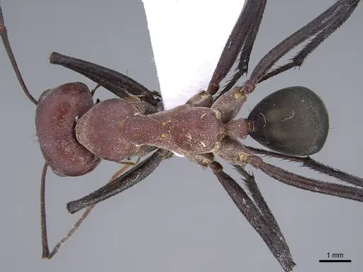 Cataglyphis bazoftensis specimen CASENT0872274 image casent0872274_1