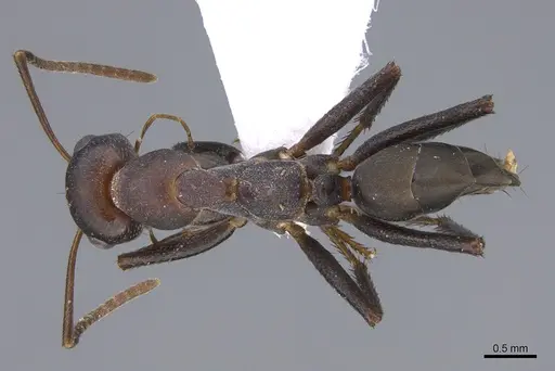 Cataglyphis bazoftensis specimen CASENT0872284 image casent0872284_1