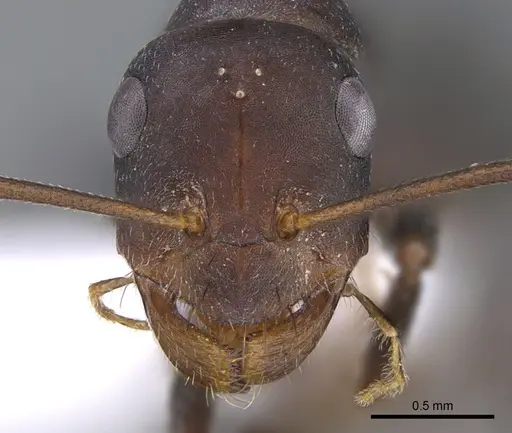 Cataglyphis bazoftensis specimen CASENT0872284 image casent0872284_2