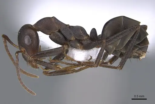 Cataglyphis bazoftensis specimen CASENT0872284 image casent0872284_3