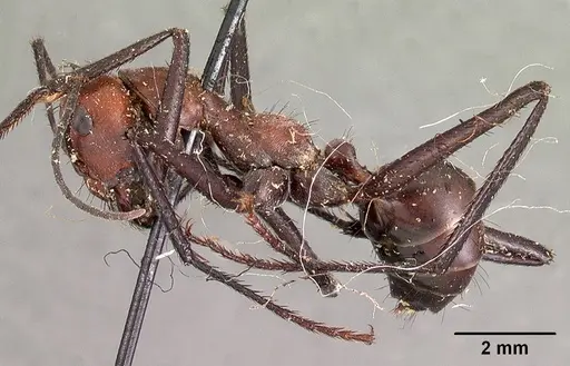 Cataglyphis bicolor specimen CASENT0102112 image casent0102112_3