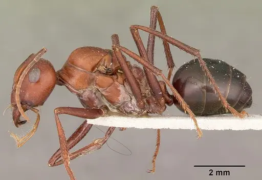 Cataglyphis bicolor specimen CASENT0104613 image casent0104613_4