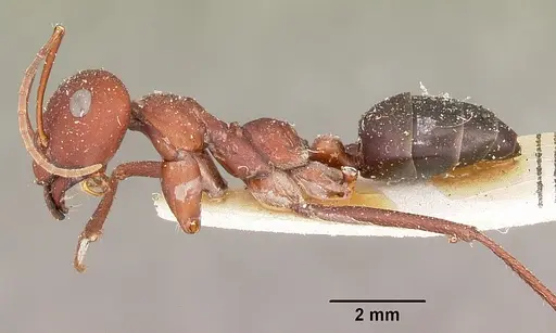 Cataglyphis bicolor specimen CASENT0104614 image casent0104614_3