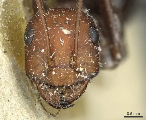 Cataglyphis bicolor specimen CASENT0912179 image casent0912179_2
