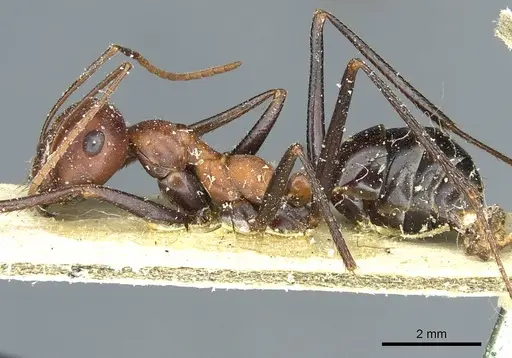Cataglyphis bicolor specimen CASENT0912180 image casent0912180_3