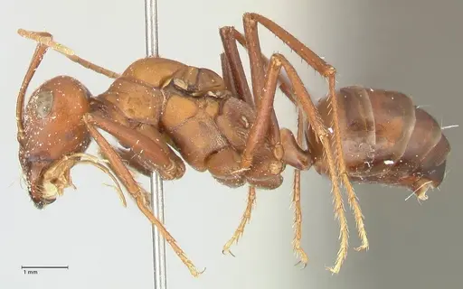 Cataglyphis bicolor specimen FOCOL2306 image focol2306_3