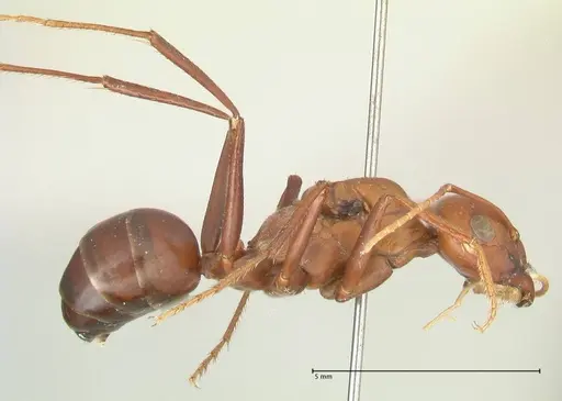 Cataglyphis bicolor specimen FOCOL2307 image focol2307_4