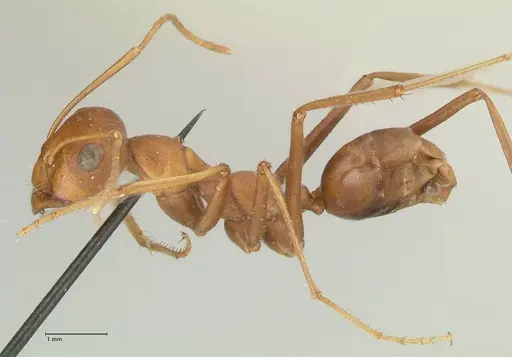 Cataglyphis bicolor specimen FOCOL2308 image focol2308_3