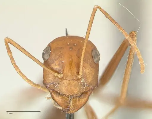 Cataglyphis bicolor specimen FOCOL2309 image focol2309_2