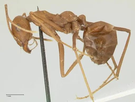 Cataglyphis bicolor specimen FOCOL2309 image focol2309_3