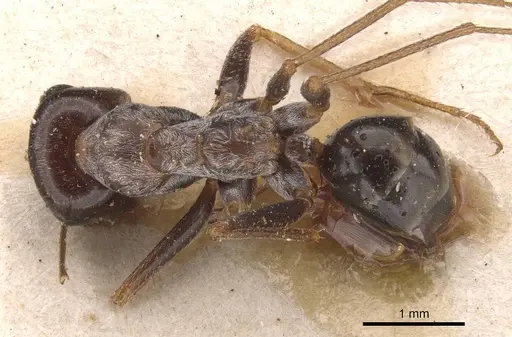 Cataglyphis cana specimen CASENT0905721 image casent0905721_1