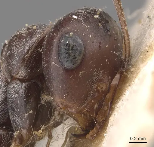 Cataglyphis cana specimen CASENT0905721 image casent0905721_2