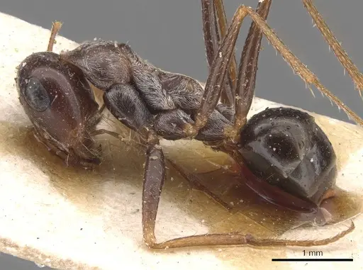 Cataglyphis cana specimen CASENT0905721 image casent0905721_3