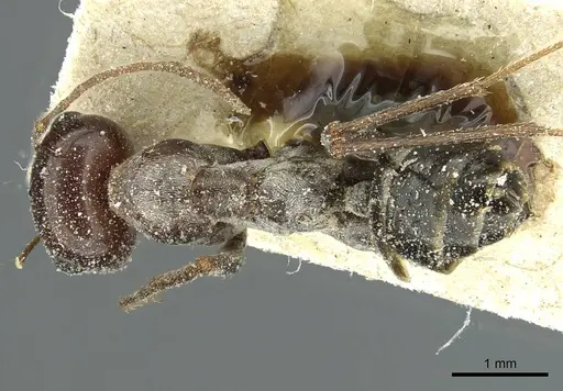 Cataglyphis cana specimen CASENT0912188 image casent0912188_1