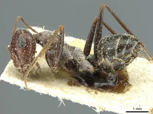 Cataglyphis cana specimen CASENT0912188 image casent0912188_3