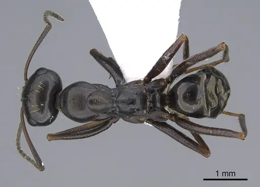 Cataglyphis chionistrae specimen CASENT0923724 image casent0923724_1