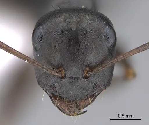 Cataglyphis chionistrae specimen CASENT0923724 image casent0923724_2