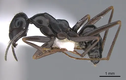 Cataglyphis chionistrae specimen CASENT0923724 image casent0923724_3