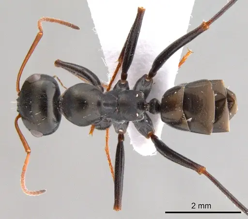 Cataglyphis cugiai specimen ANTWEB1008060 image antweb1008060_1