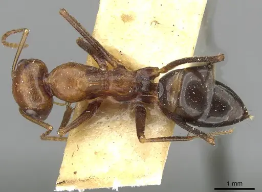 Cataglyphis cugiai specimen CASENT0911103 image casent0911103_1