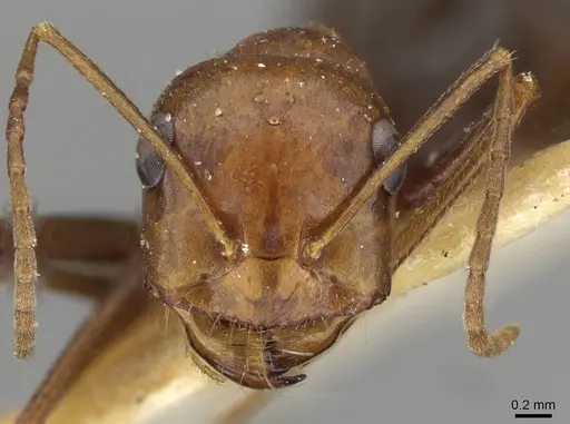 Cataglyphis cugiai specimen CASENT0911103 image casent0911103_2