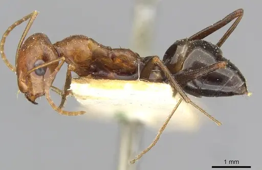 Cataglyphis cugiai specimen CASENT0911103 image casent0911103_3