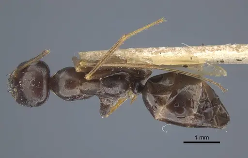 Cataglyphis cugiai specimen CASENT0917234 image casent0917234_1