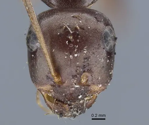 Cataglyphis cugiai specimen CASENT0917234 image casent0917234_2