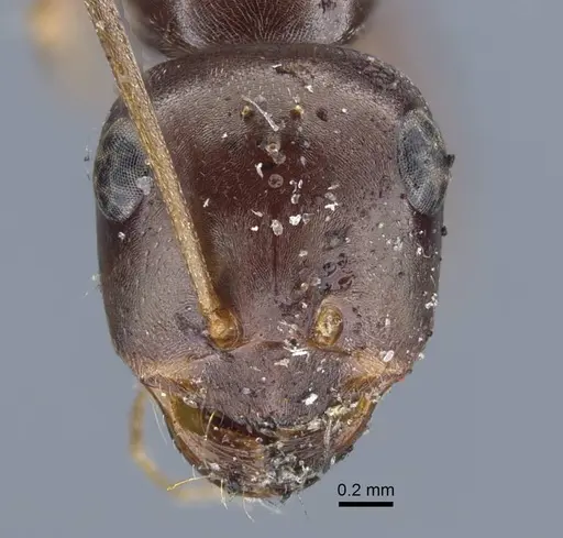 Cataglyphis cugiai specimen CASENT0917234 image casent0917234_3