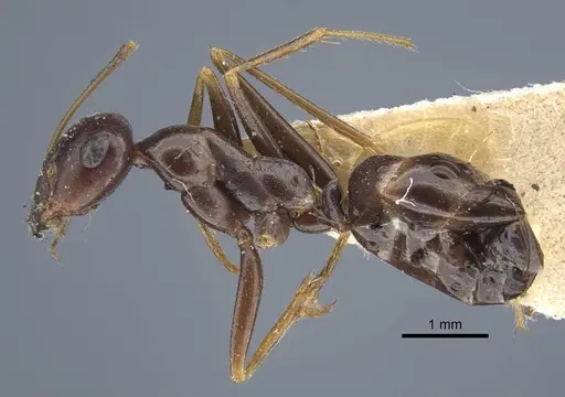 Cataglyphis cugiai specimen CASENT0917234 image casent0917234_4