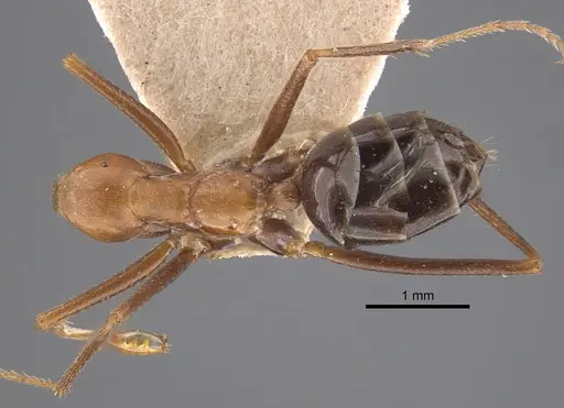Cataglyphis cugiai specimen CASENT0917349 image casent0917349_1