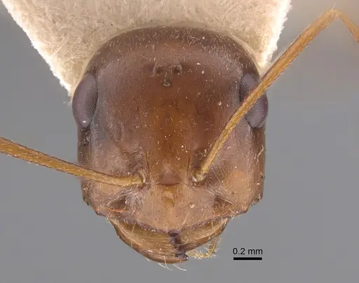 Cataglyphis cugiai specimen CASENT0917349 image casent0917349_2
