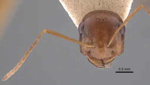 Cataglyphis cugiai specimen CASENT0917349 image casent0917349_3