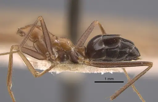 Cataglyphis cugiai specimen CASENT0917349 image casent0917349_4