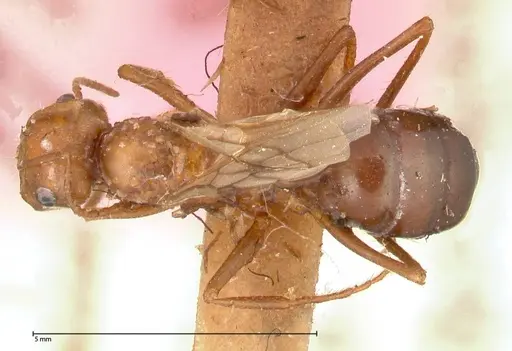 Cataglyphis cugiai specimen FOCOL0549 image focol0549_1