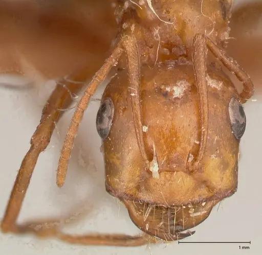 Cataglyphis cugiai specimen FOCOL0549 image focol0549_2