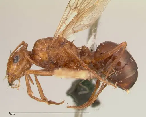 Cataglyphis cugiai specimen FOCOL0549 image focol0549_3