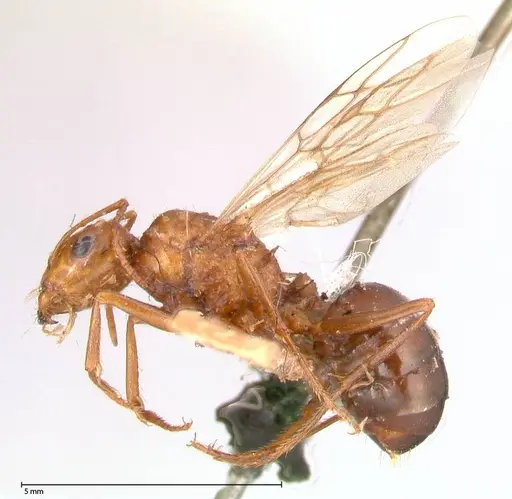 Cataglyphis cugiai specimen FOCOL0549 image focol0549_4