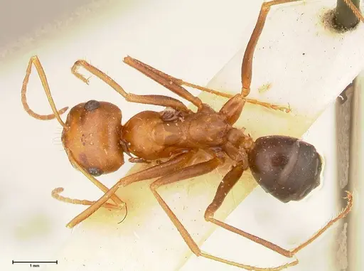 Cataglyphis cugiai specimen FOCOL0550 image focol0550_1
