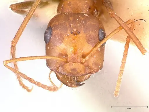 Cataglyphis cugiai specimen FOCOL0550 image focol0550_2