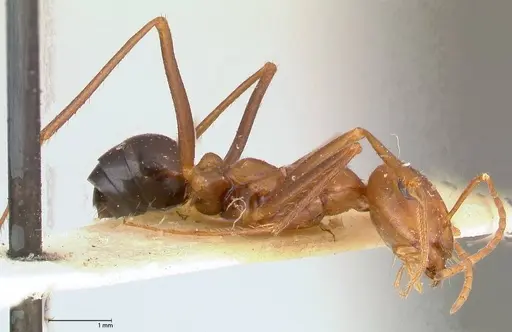 Cataglyphis cugiai specimen FOCOL0550 image focol0550_3