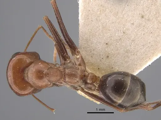 Cataglyphis cuneinodis specimen CASENT0917350 image casent0917350_1