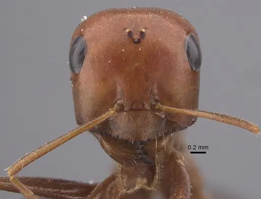 Cataglyphis cuneinodis specimen CASENT0917350 image casent0917350_3
