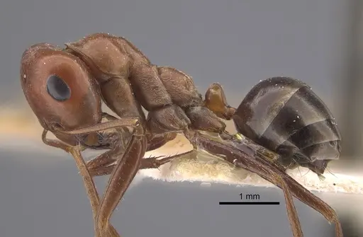Cataglyphis cuneinodis specimen CASENT0917350 image casent0917350_4