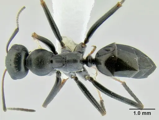 Cataglyphis cursor specimen CASENT0106260 image casent0106260_1