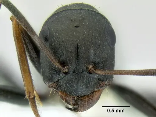 Cataglyphis cursor specimen CASENT0106260 image casent0106260_2