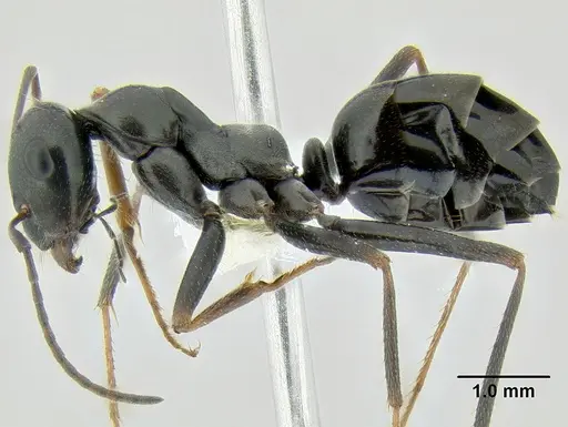 Cataglyphis cursor specimen CASENT0106260 image casent0106260_3