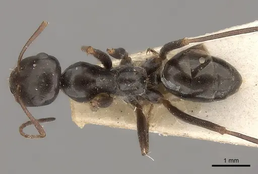 Cataglyphis cursor specimen CASENT0217721 image casent0217721_1