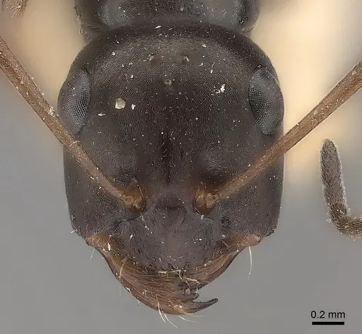 Cataglyphis cursor specimen CASENT0217721 image casent0217721_2